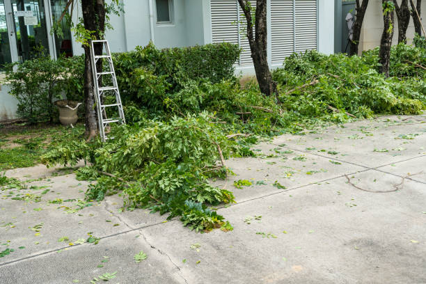 Best Seasonal Cleanup (Spring/Fall)  in Fortuna, CA